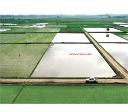 High supervision and Guilan paddy field 83